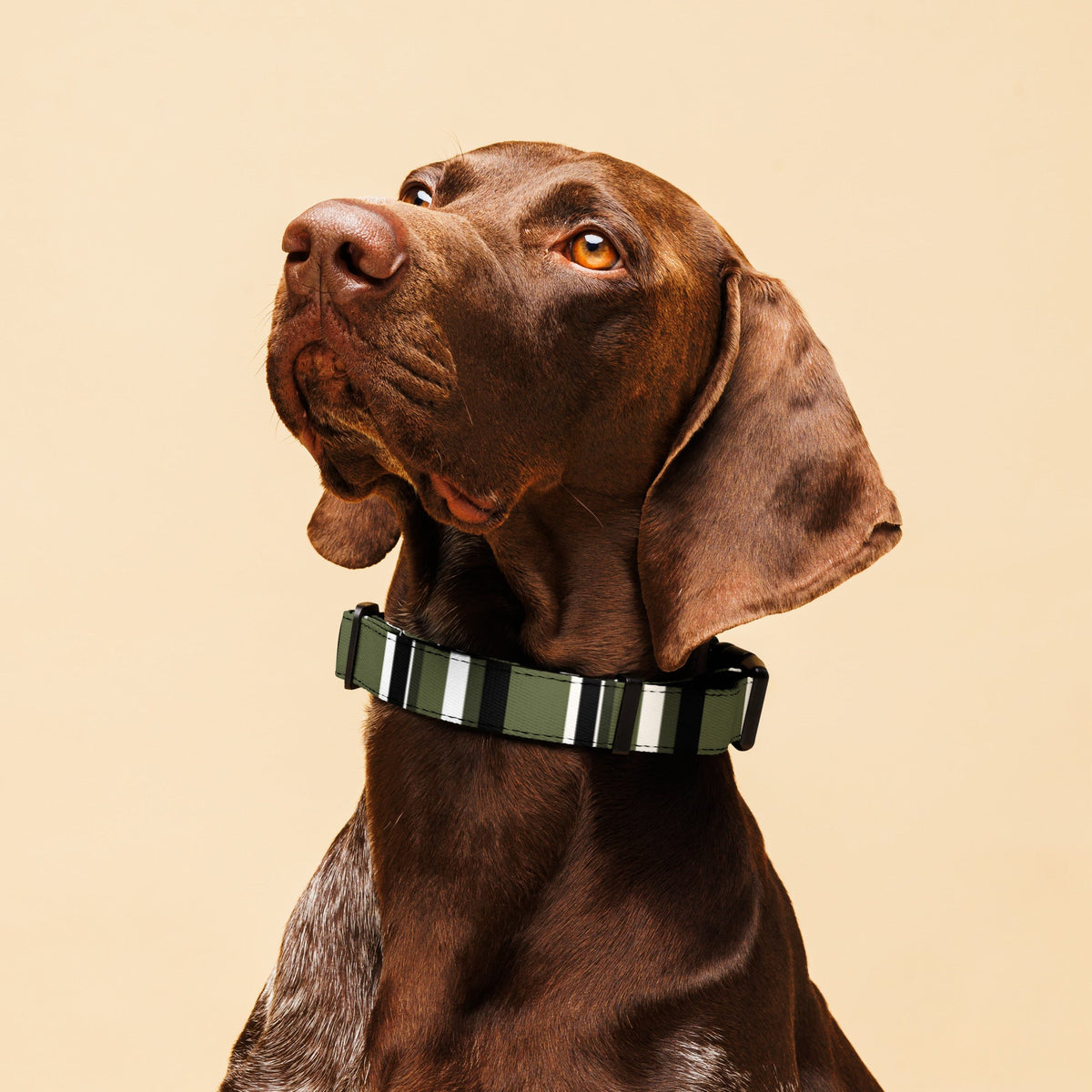 Pet Gear